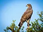 The Variant Hunters: Inside South Africa’s Effort to Stanch Dangerous Mutations
