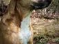‘Beyond The Bars’ Program Celebrates First Graduating Class Of Rescue Dog Trainers – CBS Atlanta