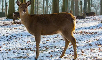 Longueuil open to discussion with animal rescue group over deer culling plan – Montreal