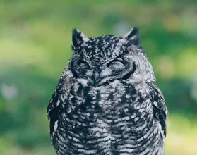 Dr. Michael J. Breus on How to Energize By Understanding Chronotypes, Sleep, Fasting, and Movement