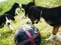 Daniel Sturridge ordered to pay £22,400 reward to musician who found his missing dog | Football News
